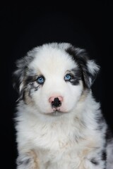 australian shepherd puppy with blue eyes isolated on black background