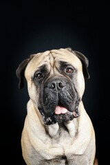 portrait of adult bullmastiff isolated on black background