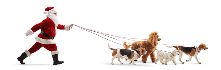 Full length profile shot of a santa claus walking many dogs