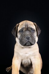 Obraz premium puppy bullmastiff isolated on black background