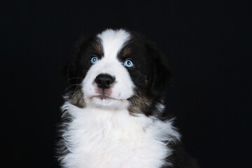 Fototapeta premium border collie puppy