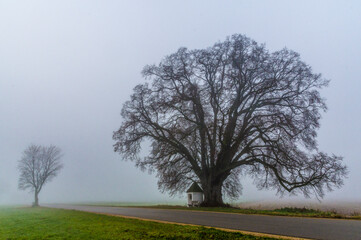 Linde im Nebel