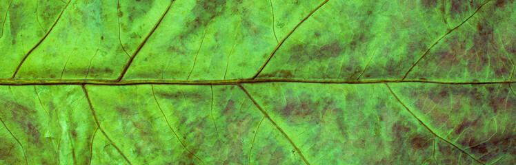 macro photo of a leaf on a background