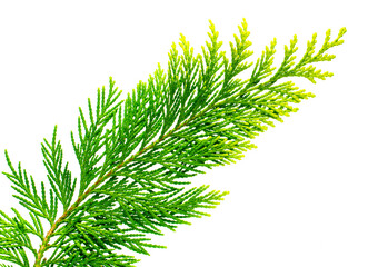 twig spruce of a Christmas tree isolated on a white background