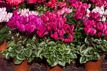 cyclamen roses
