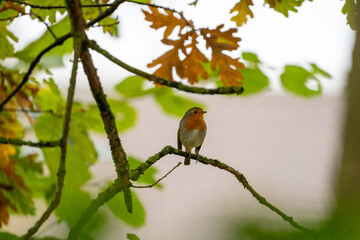 Red robin songbird on a branch in fall with beautifull fall colours, green and orange