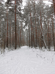 View of the winter spruce forest with a road. Winter landscape. Snow covered trees. Christmas and New Year.