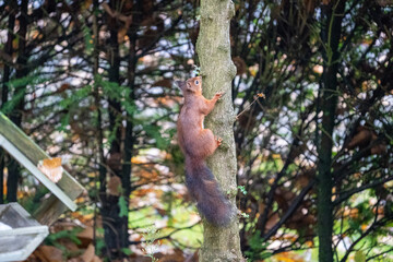 Squirrel climbing on a tree looking for food