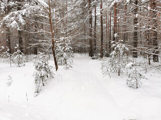 View of the winter spruce forest. Winter landscape. Snow covered trees. Christmas and New Year.