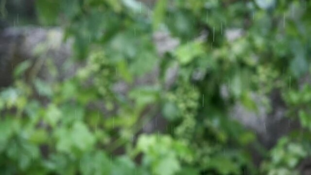 Blurred background. Raindrops fall on green grapes on a rainy summer day .