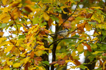 autumn leaves in the park with a black tit bird in the tree looking for food