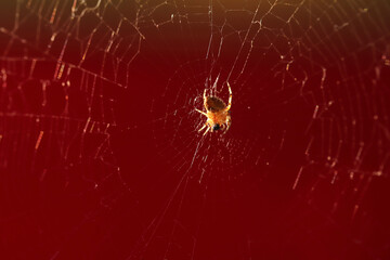 little spider on the cobweb