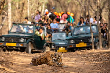 Showstopper wild indian male tiger o road with roadblock head on and front view and gypsy or safari...