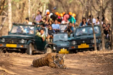  Showstopper wild indian male tiger o road with roadblock head on and front view and gypsy or safari vehicles in background at Ranthambore National Park or Tiger Reserve India - panthera tigris tigris © Sourabh