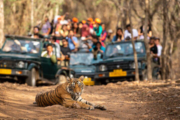 Showstopper wild indian male tiger o road with roadblock head on and front view and gypsy or safari...