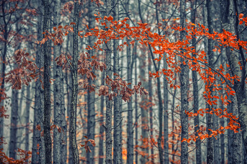 Foggy autumn forest