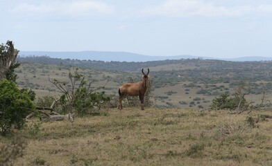 Naklejka na ściany i meble Antilope im Addo National Park