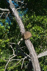 Dassie im Tsitsikama Park