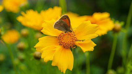 Butterfly collects nectar on a yellow flower in the garden.