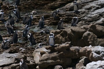 Pinguine Stony Point Südafrika