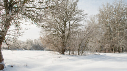 Ice, trees covered with ice and meadow covered with snow.