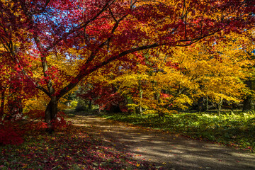 Colorful discoloration of leaves in an autumn alley in the park