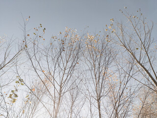 Fototapeta na wymiar trees in the autumn morning