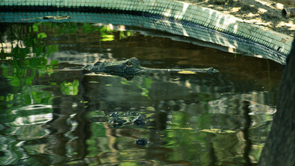 crocodile in water