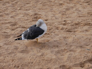 Gaviota acicalándose