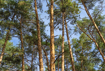 Pine trees against the blue sky