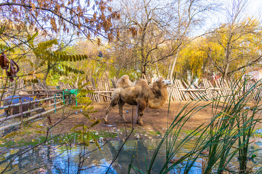 A picture of a Camel at the Zoo.