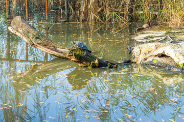 turtles laying in the sun heat near a lake in a sunny spring day