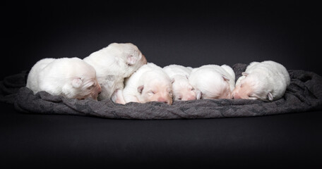 little puppies are sleeping on a gray background