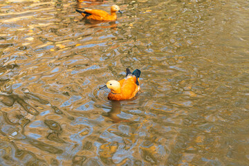 Redhead duck - Ogar in water in a city park - obrazy, fototapety, plakaty