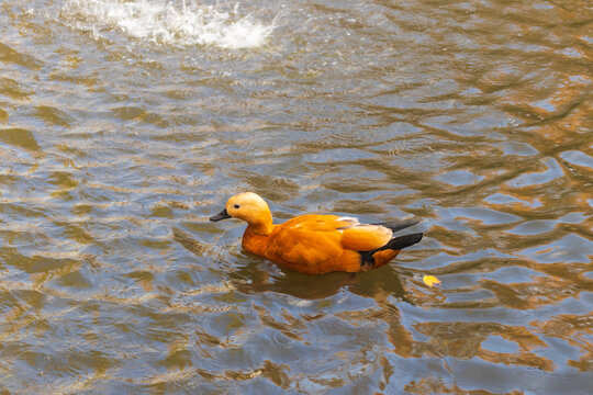 Redhead duck - Ogar in water in a city park