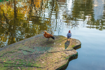 Redhead duck - Ogar in water in a city park - obrazy, fototapety, plakaty