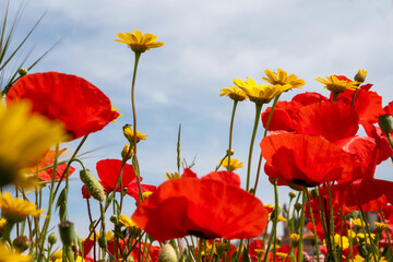 Obraz premium A meadow full of pretty red poppies and lovely yellow daisies during spring