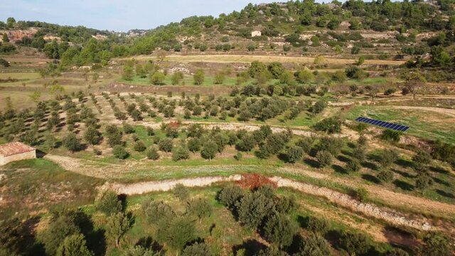 A beautiful view of olive tree fields in Spain