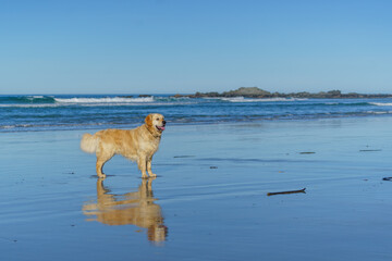 Golden labrador walking on the beach in Dunedin, New Zealand