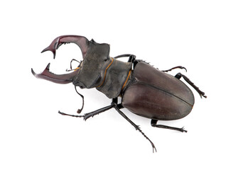 Male stag beetle, Lucanus cervus isolated on white background