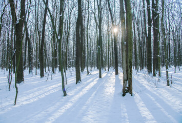 beautiful snowy winter landscape panorama with forest and sun.