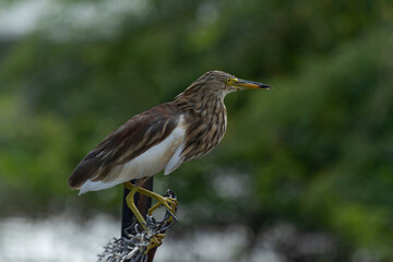 Indian Pond Heron, Ardeola grayii grayii.