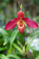 満開の赤いランの花
