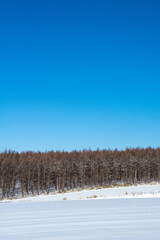雪原とカラマツ林と青空

