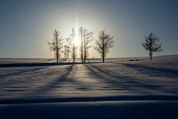 冬の夕日と雪原に伸びるカラマツの影
