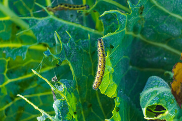 Cabbage leaf covered with caterpillar pest