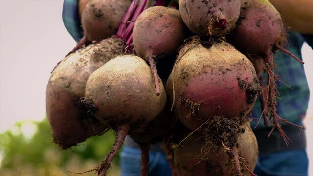 A man farmer holds a harvest of beets in his hands. Selective focus.