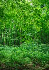 Sunlight in the green forest, spring time