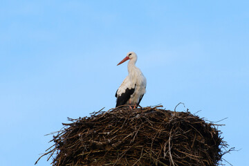 Weißstroch im Nest, Ciconia ciconia, Franken, Bayern, Deutschland