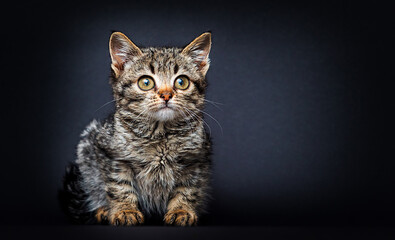 tabby kitten looking in the studio